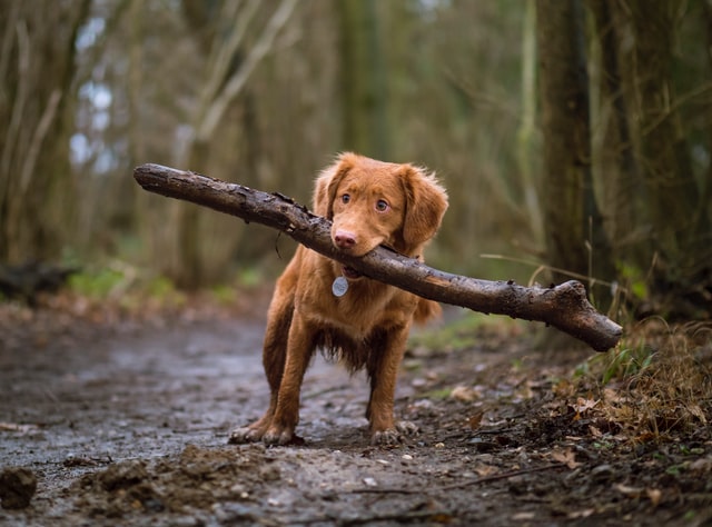 Dog caring a branch