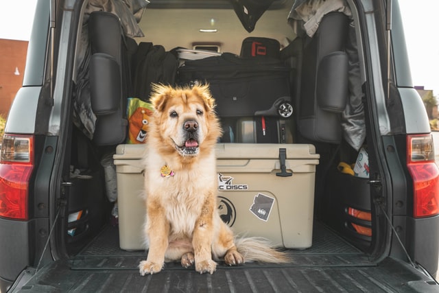 Dog traveling in a car