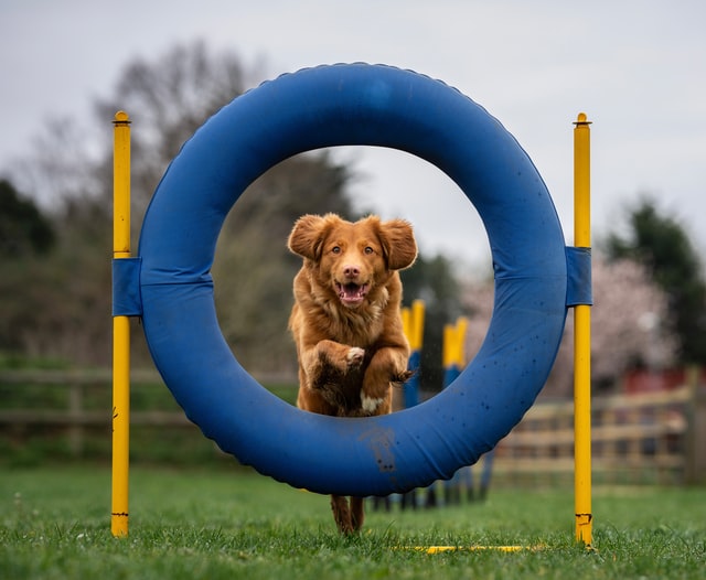 Dog doing agility exercise