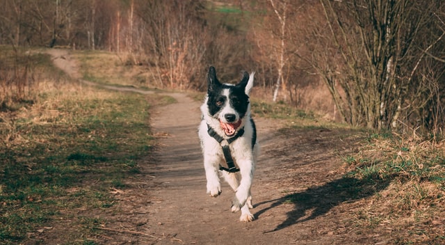 dogs running