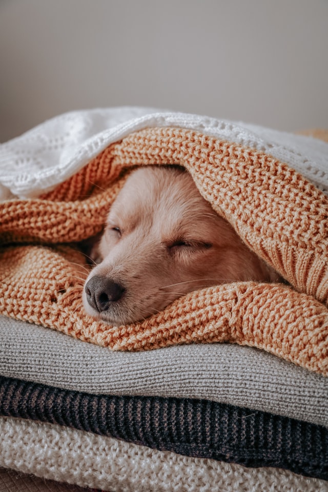 Dog under blanckets